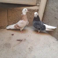 کبوتر|پرنده|قنوات, |دیوار