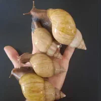 ۴ عدد حلزون