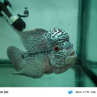 فلاور کامفا کلکسیونی