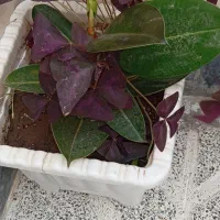 گل فیکوس|گل و گیاه طبیعی|شبستر, |دیوار