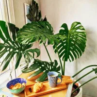 140 متــر/ حاشیه دانشجــو / 8 واحـدی/ عکس واقعــی