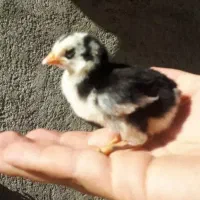 جوجه ۷ روزه گلپایگانی