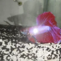 ماهی گوپی و فایتر