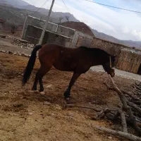 اسب مادیان|اسب و تجهیزات اسب‌سواری|معمولان, |دیوار