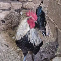 خروس بومی اصل جوان یک سال و نیم