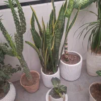 گل بزرگ|گل و گیاه طبیعی|نیشابور, ابراهیمی|دیوار