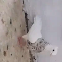 گمشده