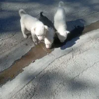 سه عدد پاکوتاه سرابی دوتا نر یه ماده