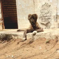 توله آلابای اصل