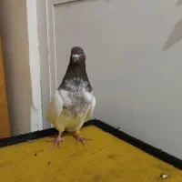 یک جفت کبوتر باشلی نروماده|پرنده|تبریز, |دیوار