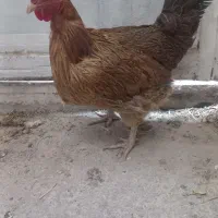 تویوخ