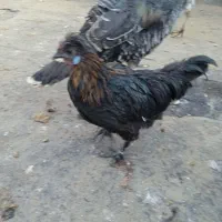 تخم نطفه دار|حیوانات مزرعه|مشهد, وحید|دیوار