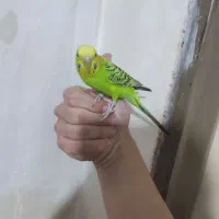 دو عدد مرغ عشق