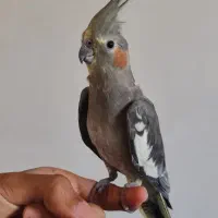 عروس هلندی ماده|پرنده|دالاهو, |دیوار