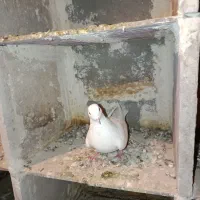 کبوتر خاصا|حیوانات|بناب, |دیوار