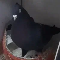 کبوتر گم شده