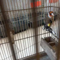 سهره نر|پرنده|کرج, کیانمهر|دیوار