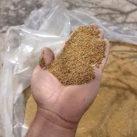 تخم یونجه|گل و گیاه طبیعی|سلماس, |دیوار