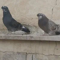 کفتر نوک قنار|پرنده|تهران, باغ خزانه|دیوار