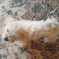 سگ پاکوتا|سگ|تبریز, |دیوار