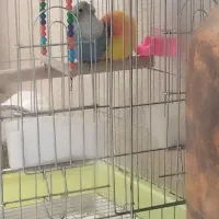 طوطی برزیلی|پرنده|بندرعباس, |دیوار