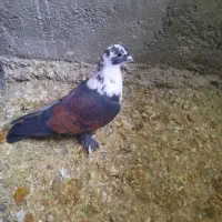 کبوتر|حیوانات|همدان, |دیوار