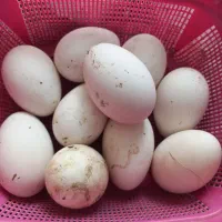 تخم غاز تعداد ۱۰عدد موجوده