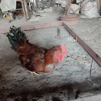 خروس|حیوانات مزرعه|قم, یزدانشهر|دیوار