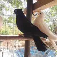 کفتر کبوتر زاغ سفید تهرونی کشیده بلند|پرنده|دهاقان, |دیوار