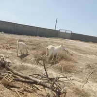 بز پاکستانی  وسانن نژاد دار اصل|حیوانات مزرعه|ماهدشت, |دیوار