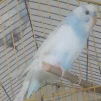 مرغ عشق