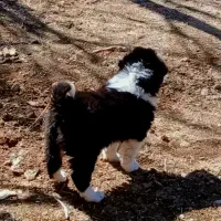 قدرجونی اصل نگهبان