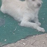 یه جفت توله پاپی نرو ماده 6 ماهه