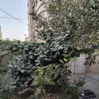 ویلایی شمال ۲۷۵ متری