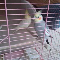 عروس هلندی سخنگو