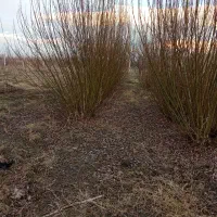 زمین کشاورزی