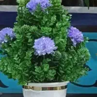 گل وگلدان شمشاد پرکار وپربرگ مدل داودی|گل مصنوعی|میانه, |دیوار