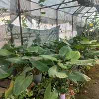 فروش گل های آپارتمانی