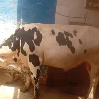 گوشت گوساله کیلو ۱۱۷۰ روز جمعه