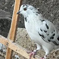 کبوتر پرشی|پرنده|اردکان, |دیوار