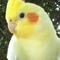 یک عدد عروس هلندی پیدا شده