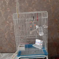 عروس هلندی و قفس
