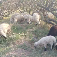 گوسفند میش جوان رفسنجون|حیوانات مزرعه|رفسنجان, |دیوار