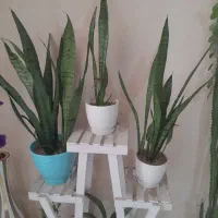 گل سانسوریا