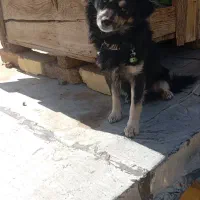 واگذاری سگ پاپی|سگ|نجف‌آباد, پادگان|دیوار