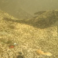 لجن خوار اسپرت 30 سانتی