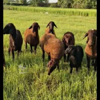 قوچ هترو ومیش همو وهترو چند قلوزا