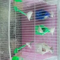 ۳جفت فنچ|پرنده|مشهد, شهید شهریاری|دیوار