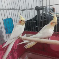 جفت مولد عروس هلندی|پرنده|احمدسرگوراب, |دیوار