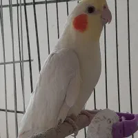 یک جفت عروس هلندی